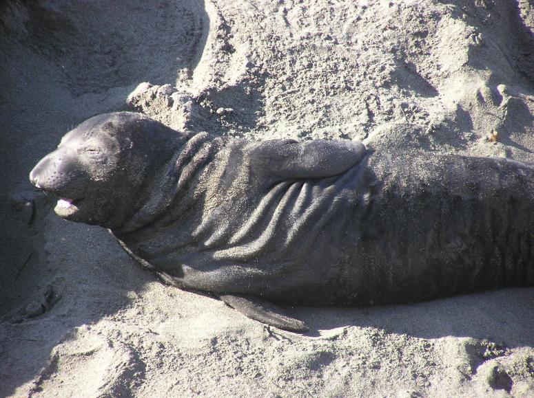 Northern Elephant Seal Births 